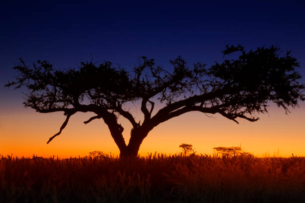 Beautiful african sunset, with backlit acacia tree.