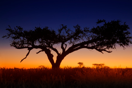the Sunsets behind an acacia tree in Namibia in Onguma, Oshikoto Region, Namibia