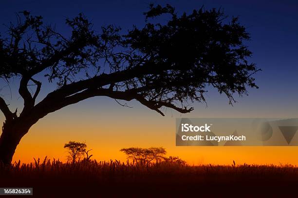 Sonnenaufgang In Afrika Stockfoto und mehr Bilder von Abenddämmerung - Abenddämmerung, Afrika, Akazie