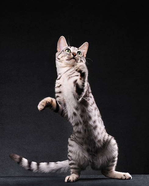Preto e Branco Gato bengal pé sobre duas pernas - fotografia de stock