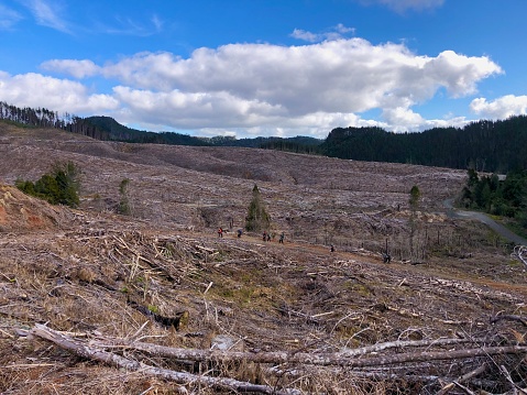 Logged Landscape