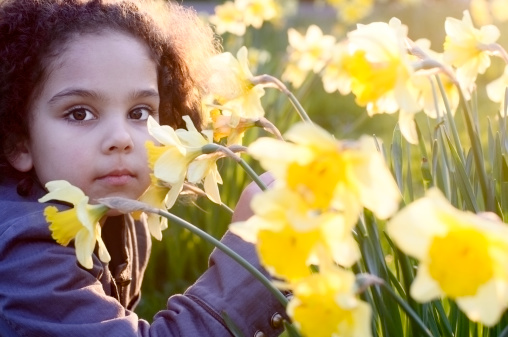 Royalty free stock photo of little girl with group of daffodil at sunset.