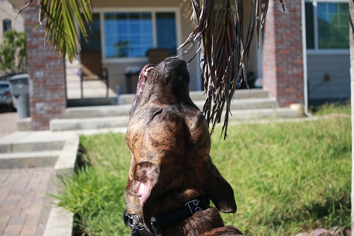 A Dogo Canario trying to catch a large green palm leaf in front of a single-story house