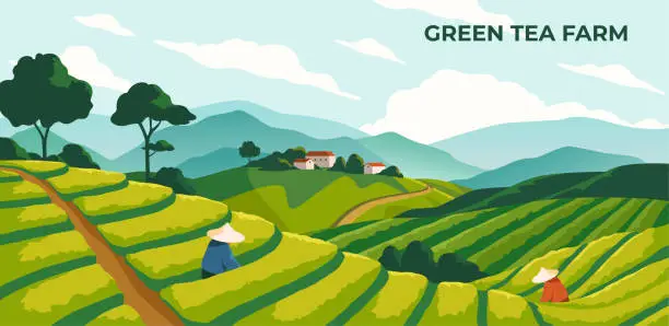 Vector illustration of Green tea farm poster vector