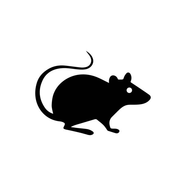Rat icon Rat icon on white background rat stock illustrations