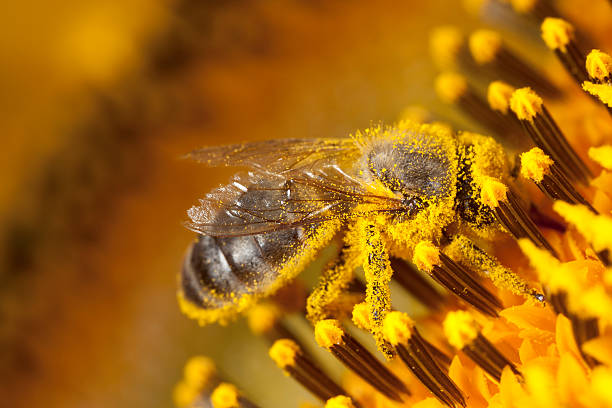 Bee Bee collecting pollen from a sunflower. pollen stock pictures, royalty-free photos & images
