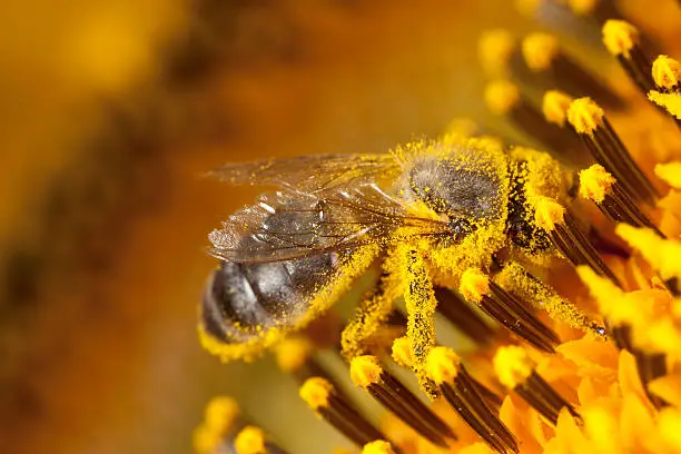 Bee collecting pollen from a sunflower.