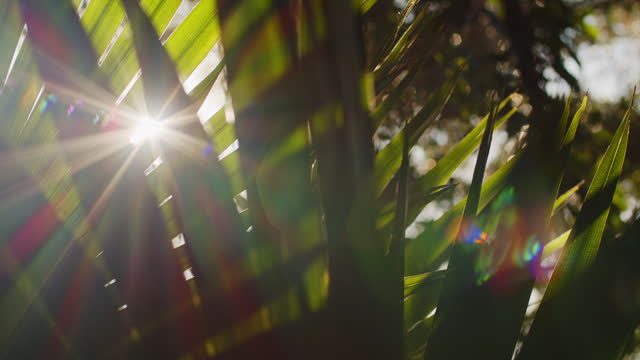 Sun flares and light effects through green Australian bush foliage