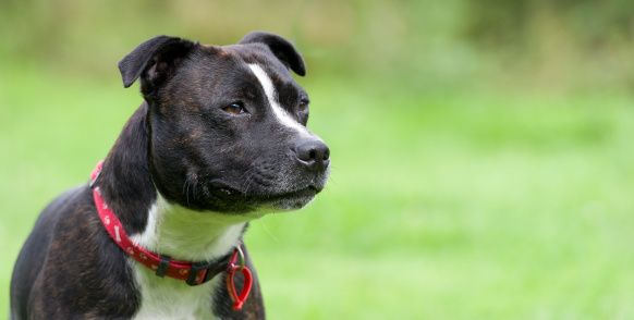 Alert watchful staffordshire bull terrier with space for copy