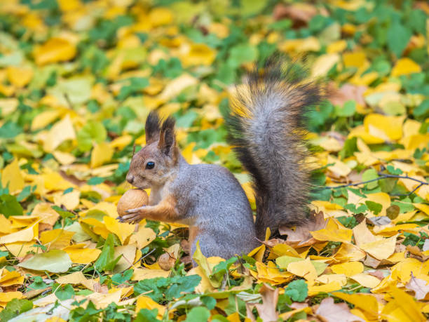 istock Autumn squirrel with nut sits on green grass with fallen yellow leaves 1658312178