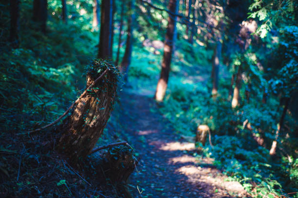 Fresh green forest near Tokyo