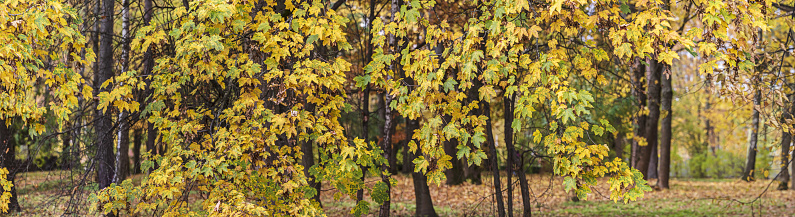 panoramic view of trees with colorful foliage in autumn park. natural season background.