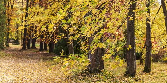 autumn park landscape on sunny day. maple trees with colorful yellow leaves.