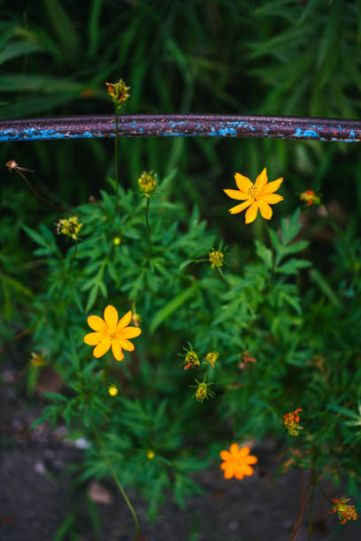 istock Yellow-flowered cosmos blooming in the park 1658315871
