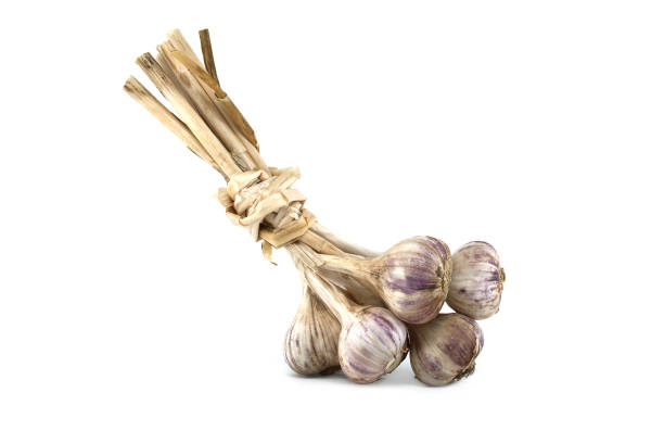 Braided garlic bulbs isolated on white background stock photo
