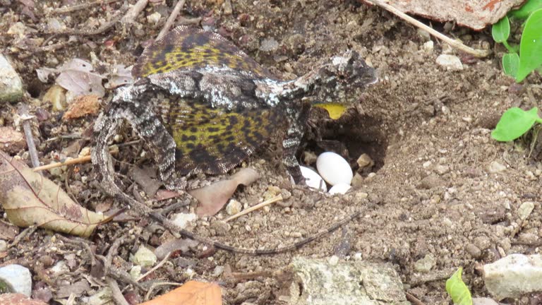 Flying lizard spawning eggs on grounds