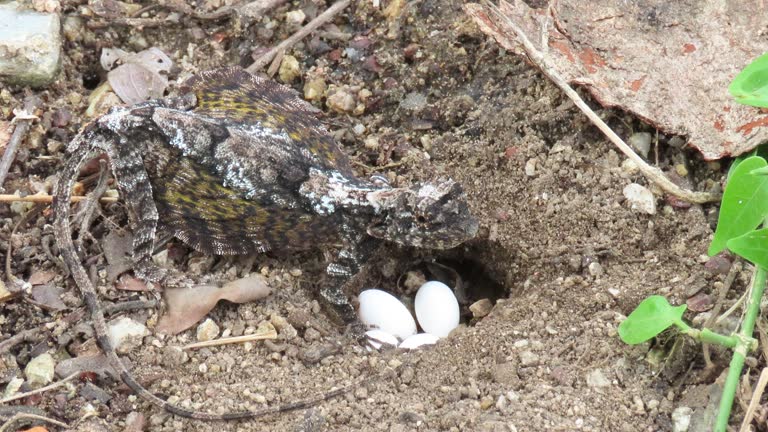 Flying lizard spawning eggs on grounds