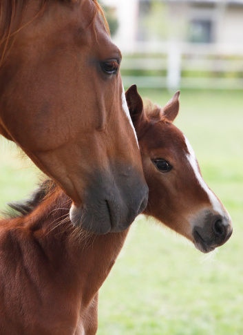 Portrait of a mare and foal. Nice intimate moment as the mare protecting her curious foal. Canon Eos 1D MarkIII.