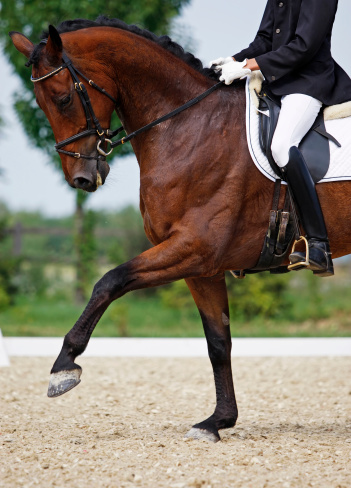 Close-up of a trotting dressage horse. Canon Eos 1D MarkIII.