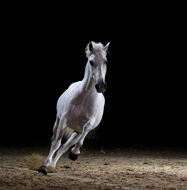 Image of a white stallion galloping on sand  A beautiful gray stallion galloping towards the camera. The horse sprayed with glitter! High ISO. Canon Eos 1D MarkIII. white horse running stock pictures, royalty-free photos & images