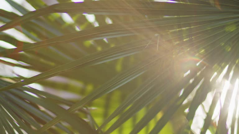 Tranquil scene of abstract lens flares and sun light effects through green Australian bush foliage