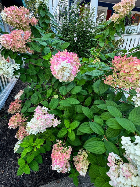 istock Gorgeous large pink and white colored flowers blooming in summer 1658355206