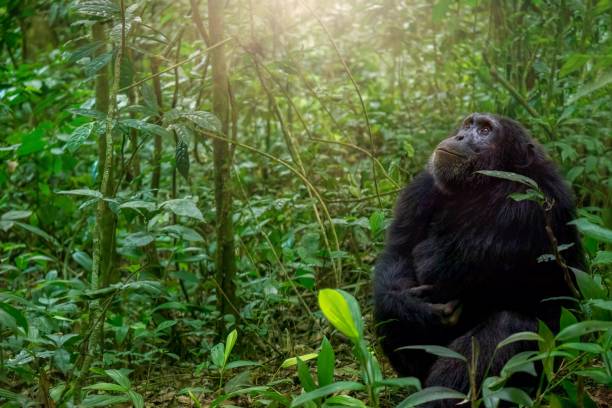 A wild chimp (Pan troglodytes) sitting under streaming light in Kibale National Park, Uganda.