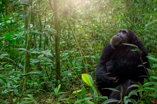 A chimpanzee sits on the ground in the dense forest of Kibale National Park in Uganda, looking up at offscreen chimps in the upper trees, with catchlight in his eyes.