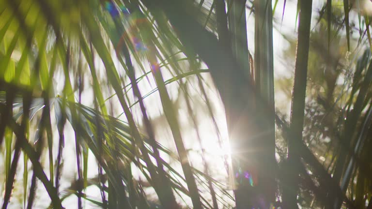 Abstract lens flares and sun light effects through green Australian bush foliage