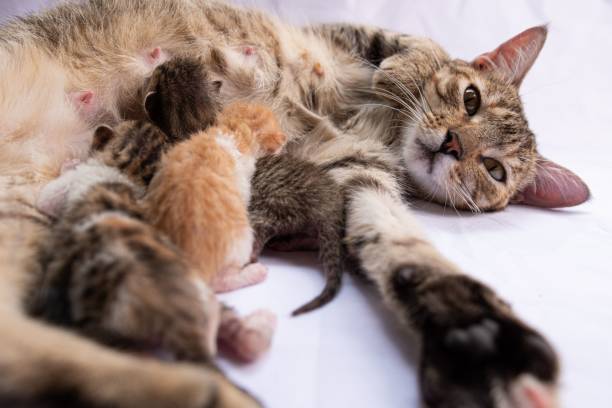 istock a baby cat sleeps on its back with her mother and two kittens 1658377080