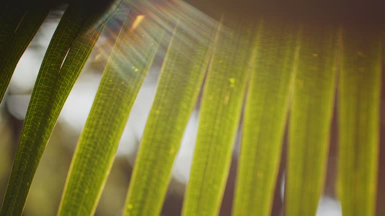 Tranquil scene of abstract lens flares and sun light effects through green Australian bush foliage