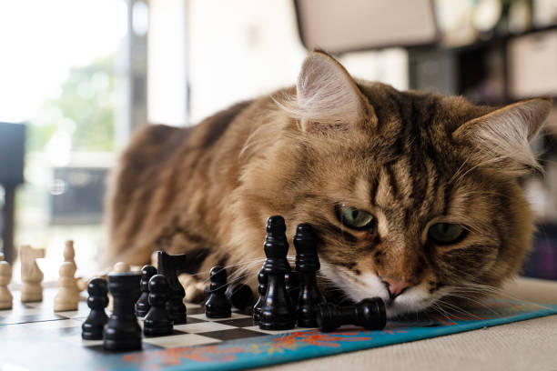 istock Cute Siberian cat playing with a chess 1658377233