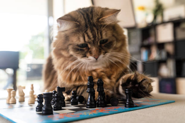 istock Cute Siberian cat playing with a chess 1658377241
