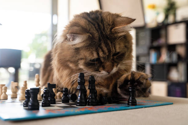 istock Cute Siberian cat playing with a chess 1658377274