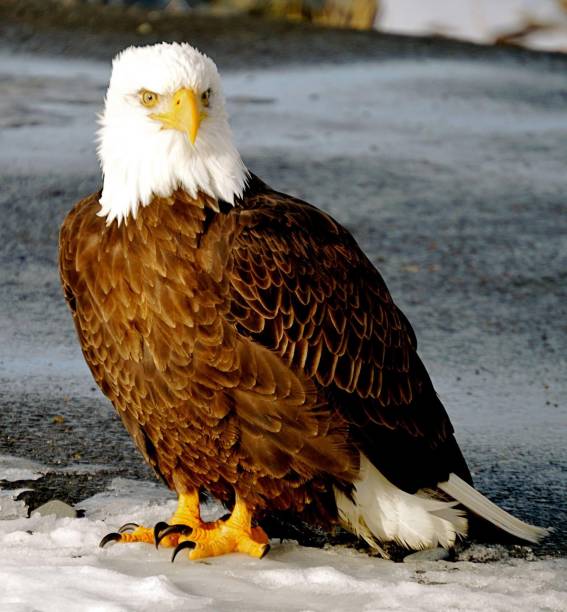 istock Bald Eagle on Homer Spit, Alaska in Winter 1658377668