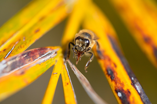 Hornet on Aster,Eifel,Germany.\nPlease see more than 1000 insect pictures of my Portfolio.\nThank you!