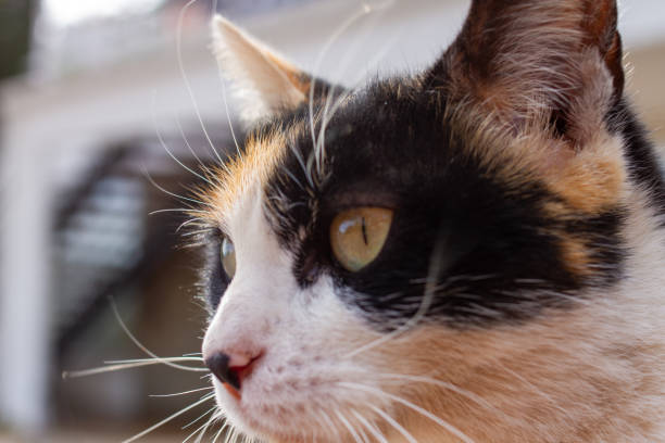 istock Purrfect Elegance: Captivating Portrait of a Graceful Cat 1658385550