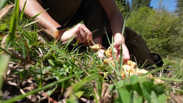Woman is picking up edible mushrooms in mountain forest