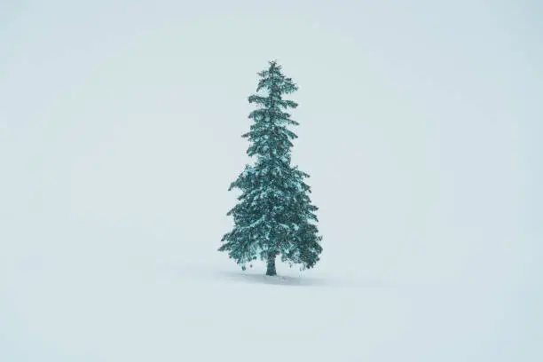 Beautiful Christmas tree with Snow in winter season at Biei Patchwork Road landmark and popular for attractions in Hokkaido, Japan. Travel and Vacation concept