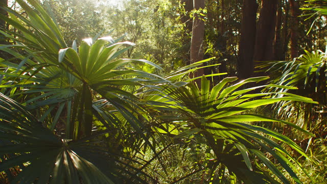 Abstract lens flares and sun light effects through green Australian bush foliage