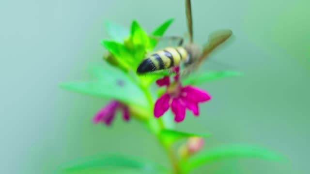 The wasp searches for food and sucks nectar on pink flowers. Insect close-up