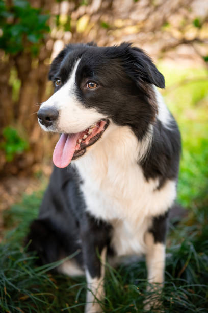 istock Border Collie puppy sitting on the grass 1658428622