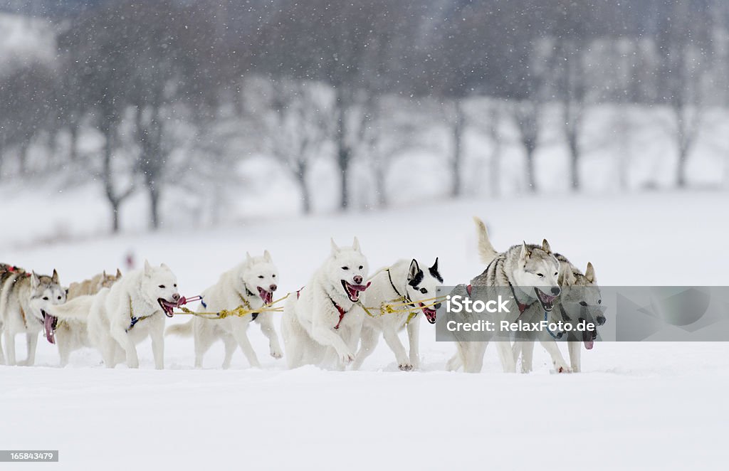 のハスキー犬のそりグループランニングに雪 - 犬ぞりに乗るのロイヤリティフリーストックフォト