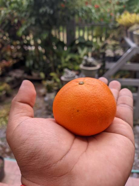 istock eating mandarin oranges on the terrace 1658435585