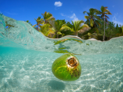 Coconut floats in clear tropical waters on bright palm tree beach 