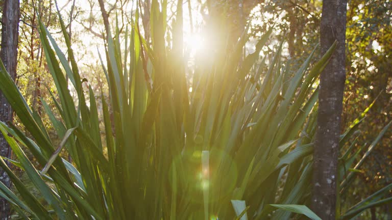 Tranquil scene of abstract lens flares and sun light effects through green Australian bush foliage