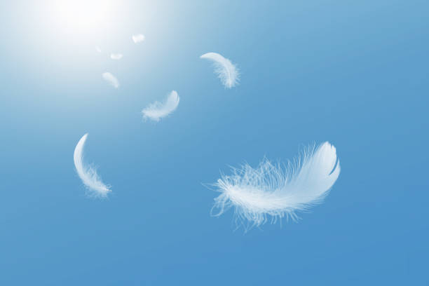 istock Abstract White Bird Feathers Floating in A Blue Sky. Freedom, Feather Softness, Falling White Feathers. 1658457470