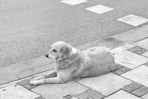 A dog lies on the street in Tbilisi, Georgia.