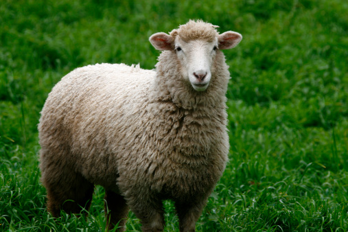 Sheep standing in long green grass