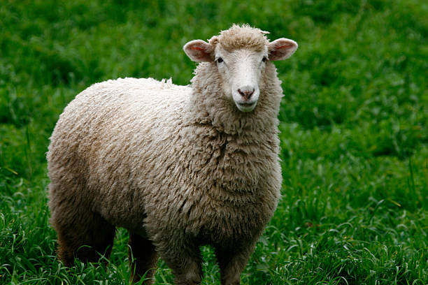 Sheep Sheep standing in long green grass ewe stock pictures, royalty-free photos & images